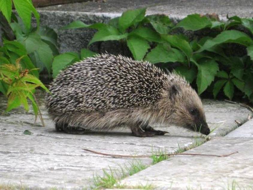 w 100904 Hedgehog 065.jpg